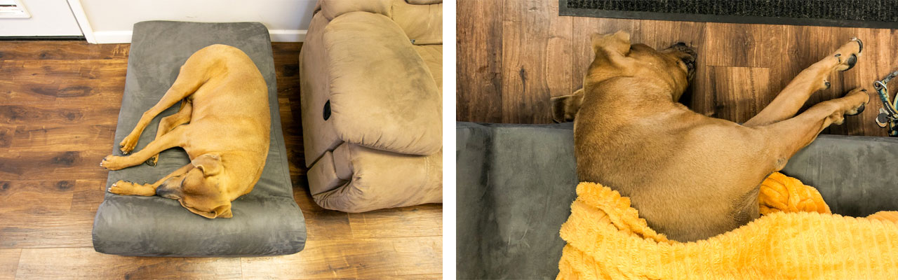 big barker dog bed review