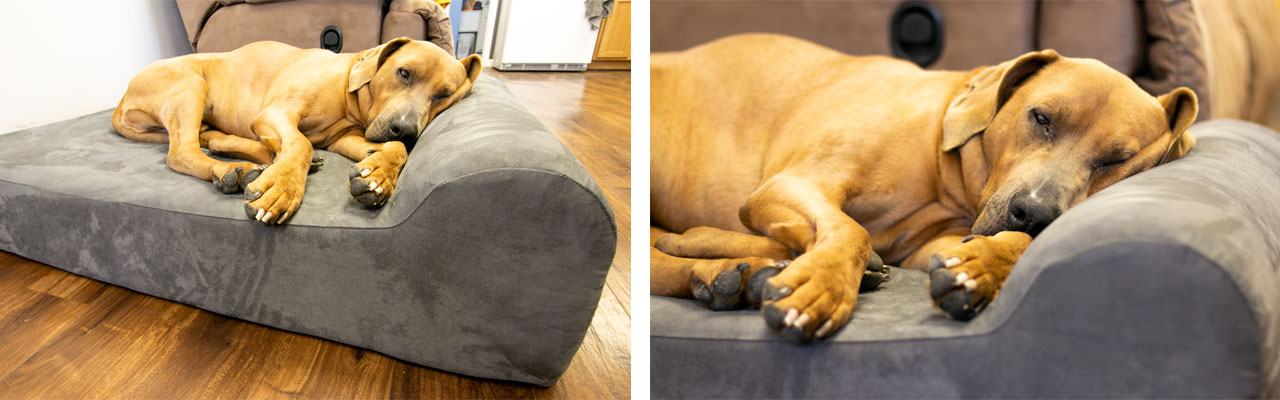 big barker dog bed review