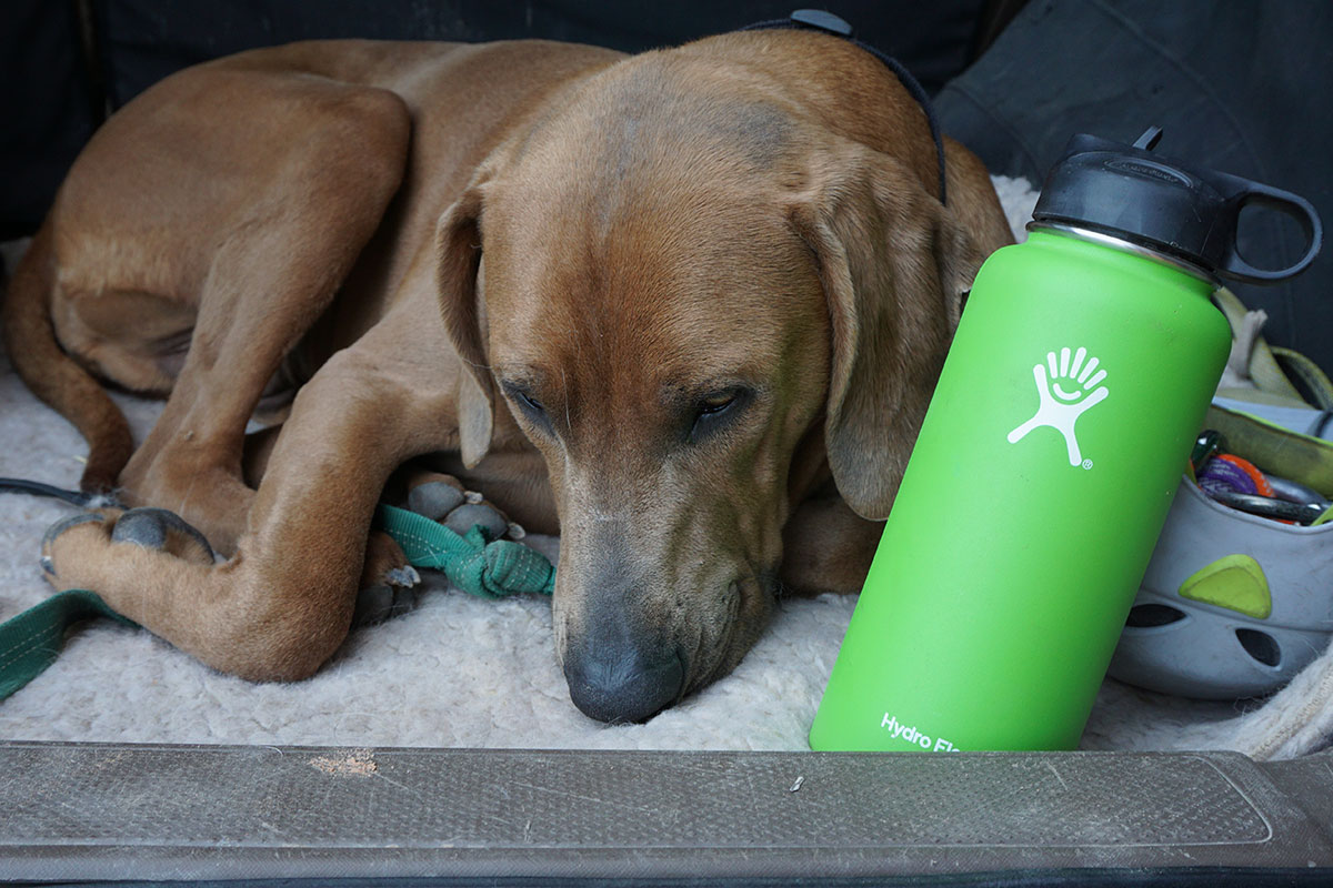 Hydro Flask Food Flask Review - Me, him, the dog and a baby!