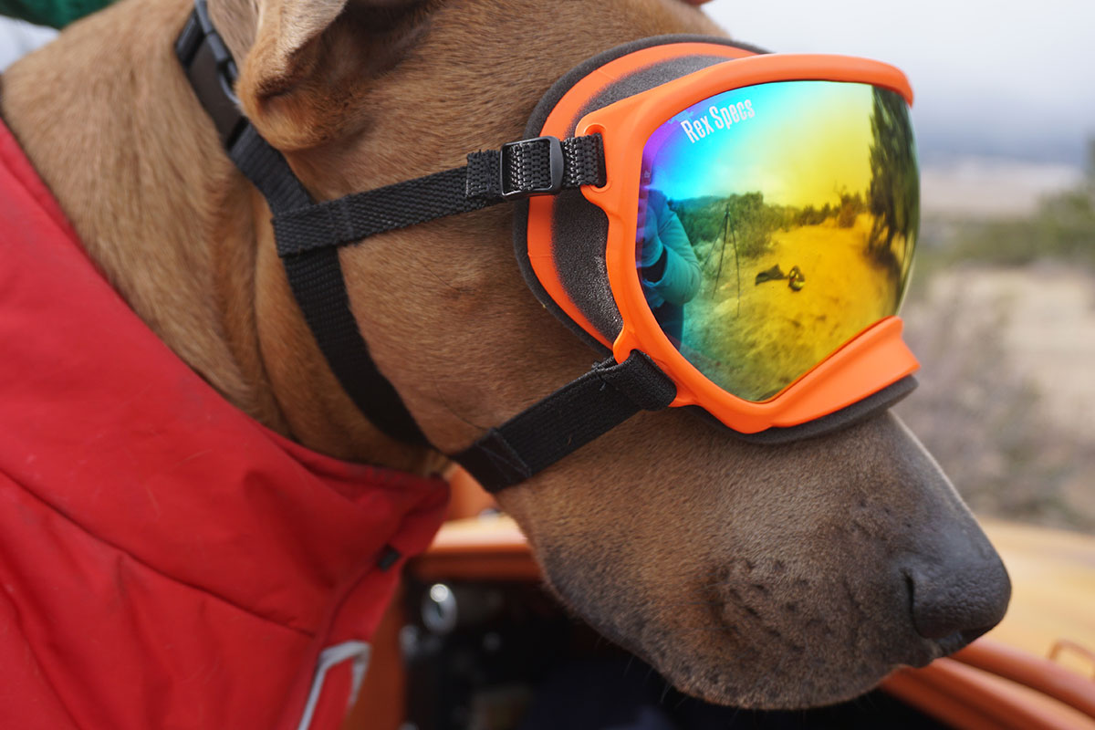 [Review] Cruising in Comfort: Rex Specs Dog Goggle – Adventure Rig