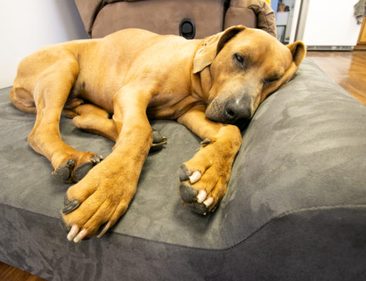 big barker dog bed review
