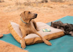 Sherpa Top Dog Bed