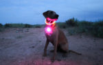 nite ize safety for your dog