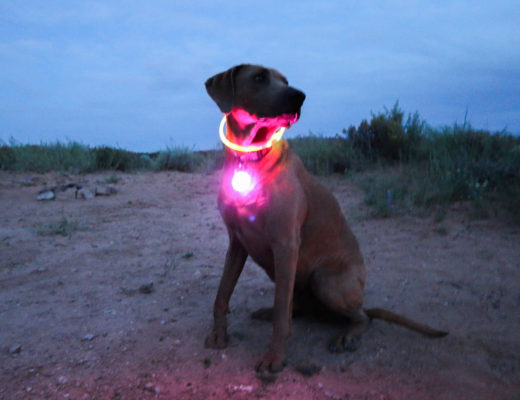 nite ize safety for your dog