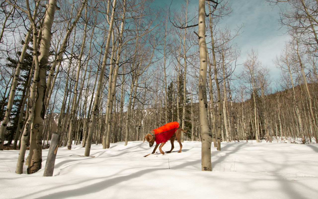 ruffwear powder hound jacket review